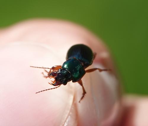Harpalus sp.